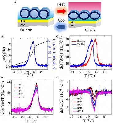 Quartz Crystal Microbalance With Dissipation Monitoring: A Versatile Tool to Monitor Phase Transitions in Biomimetic Membranes